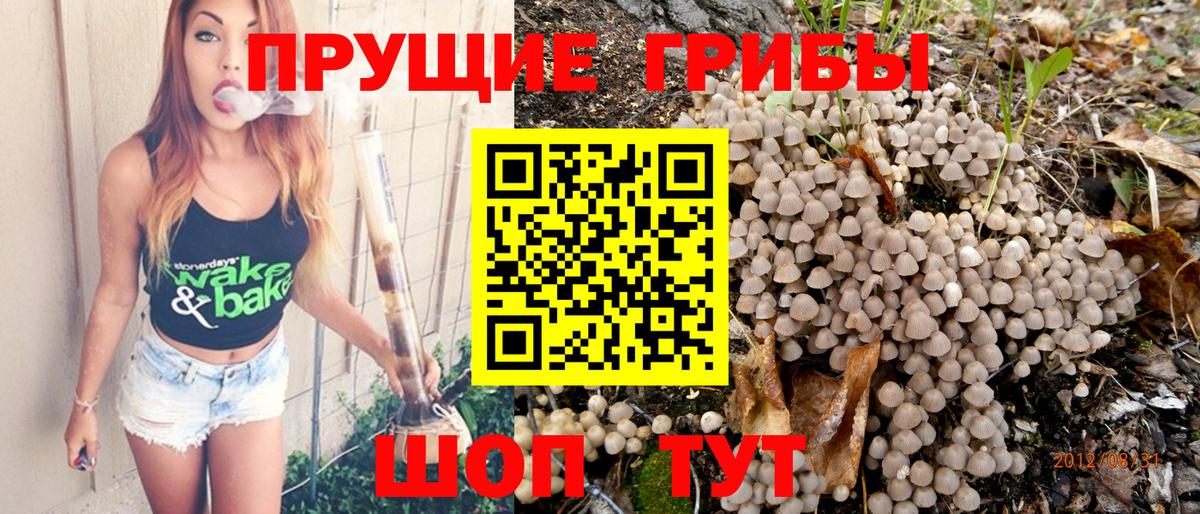 Галлюциногенные грибы Psilocybe Коряжма